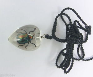 Insect Necklace - Shining Leaf Beetle (Heart Shape - Clear)