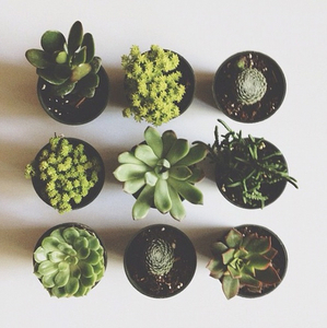 succulents