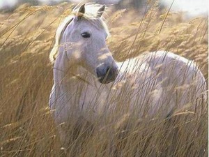 прогулка на лошади