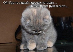 Британский котенок