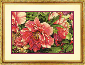 Dimensions Coral Peonies