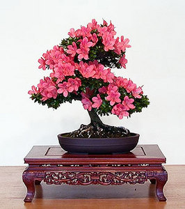 Бонсай Азалия rhododendron simsii