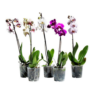 PHALAENOPSIS Растение в горшке, Орхидея, 1 стебель