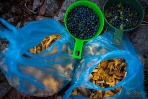 Pick  blueberries and mushrooms in th woods