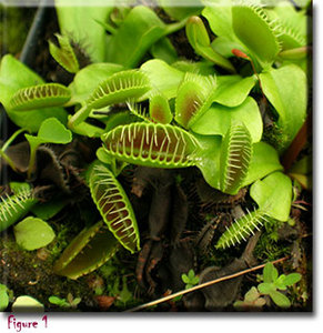 Dionaea Muscipula