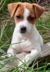 Jack Russel Terrier