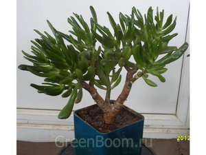 Крассула хоббит (crassula hobbit)