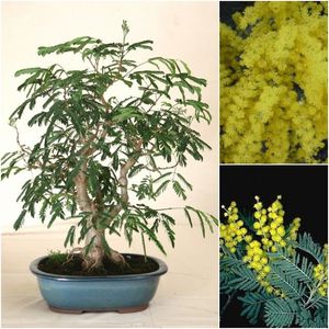 Acacia Dealbata