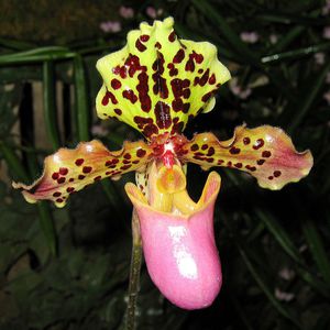 Венерин башмачок - paphiopedilum