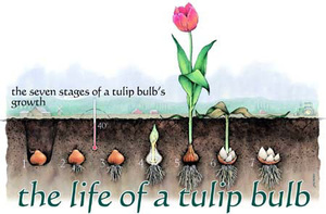 tulip bulbs