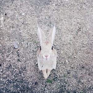 okunoshima