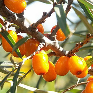 Sea-buckthorn berries