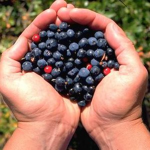 berry picking