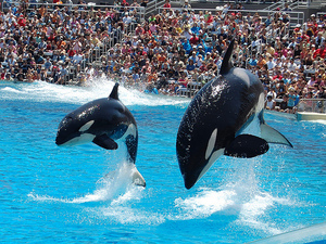 Хочу сходить в San Diego Sea world