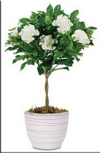 Гардения жасминовидная (Gardenia jasminoides).