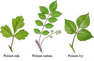 Rhus Toxicodendron