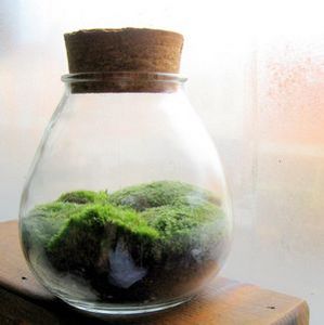 Moss terrarium