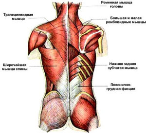 Вернуть мышечный корсет