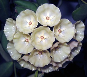 Hoya campanulata