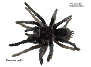 Grammostola pulchra