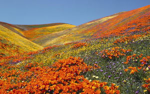 увидеть цветущую маковую долину в Antelope Valley