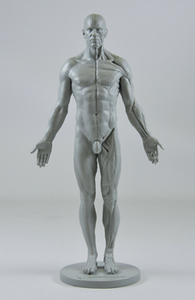 3dtotal's anatomical collection: male figure