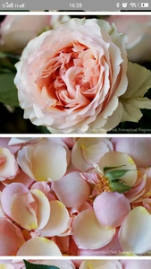 Rose garden, to breath by roses and enjoy.. White and pink roses on my pillow