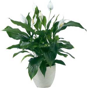 Спатифиллумы уоллиса / Spathiphyllum wallisii