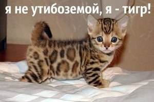 Котэ