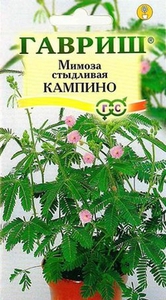 Mimosa pudica - мимоза в горшке