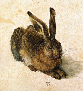 Hare, 1502