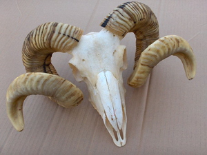 goat skull