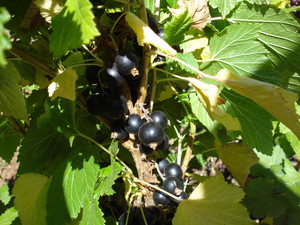 Black currants