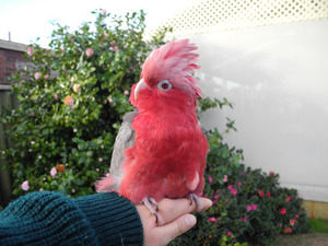 pink cockatoo ♥