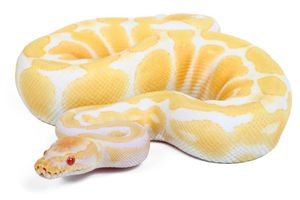 Python regius