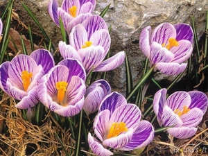 Crocus