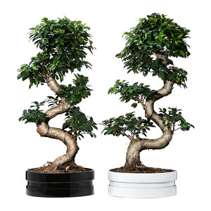 FICUS MICROCARPA GINSENG