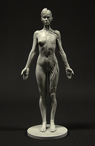 3dtotal's anatomical collection: female figure