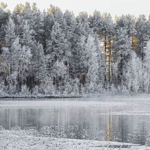 Прогулка в зимнем лесу