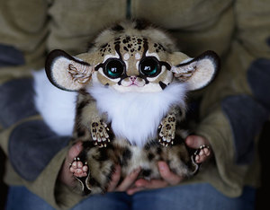 Inari Fox: Oncilla