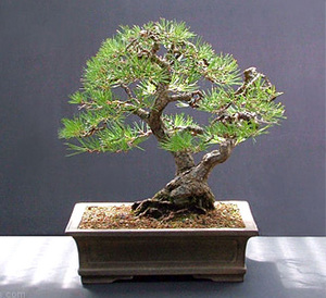 Bonsai tree