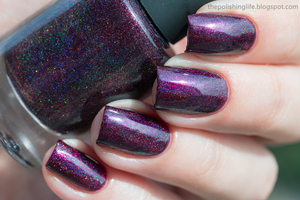 ILNP - Black Orchid