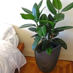 new houseplant