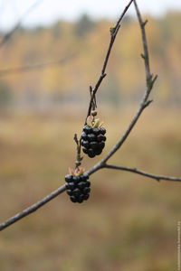 Серьги "Ежевички"