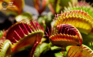 Дионея (венерина мухоловка) Dionaea muscipula