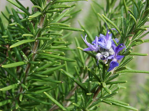 Rosemary plant