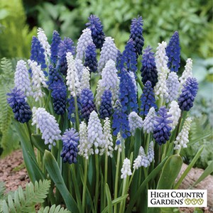 Muscari Flower Bulbs