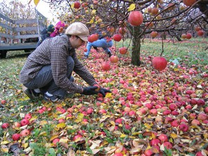 CB I Hate Perfume Gathering apples