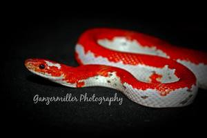 Маисовый полоз Pied-Sided Bloodred high white (пожалуй самка)