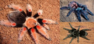 пауки! например, Avicularia geroldi, grammostola pulchra, holothele incei, linothele fallax, grammostola rosea или ещё какие-нибудь клёвые